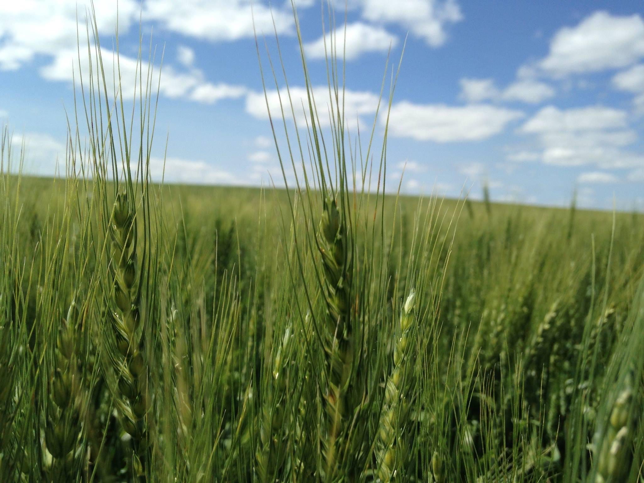 Green crops.