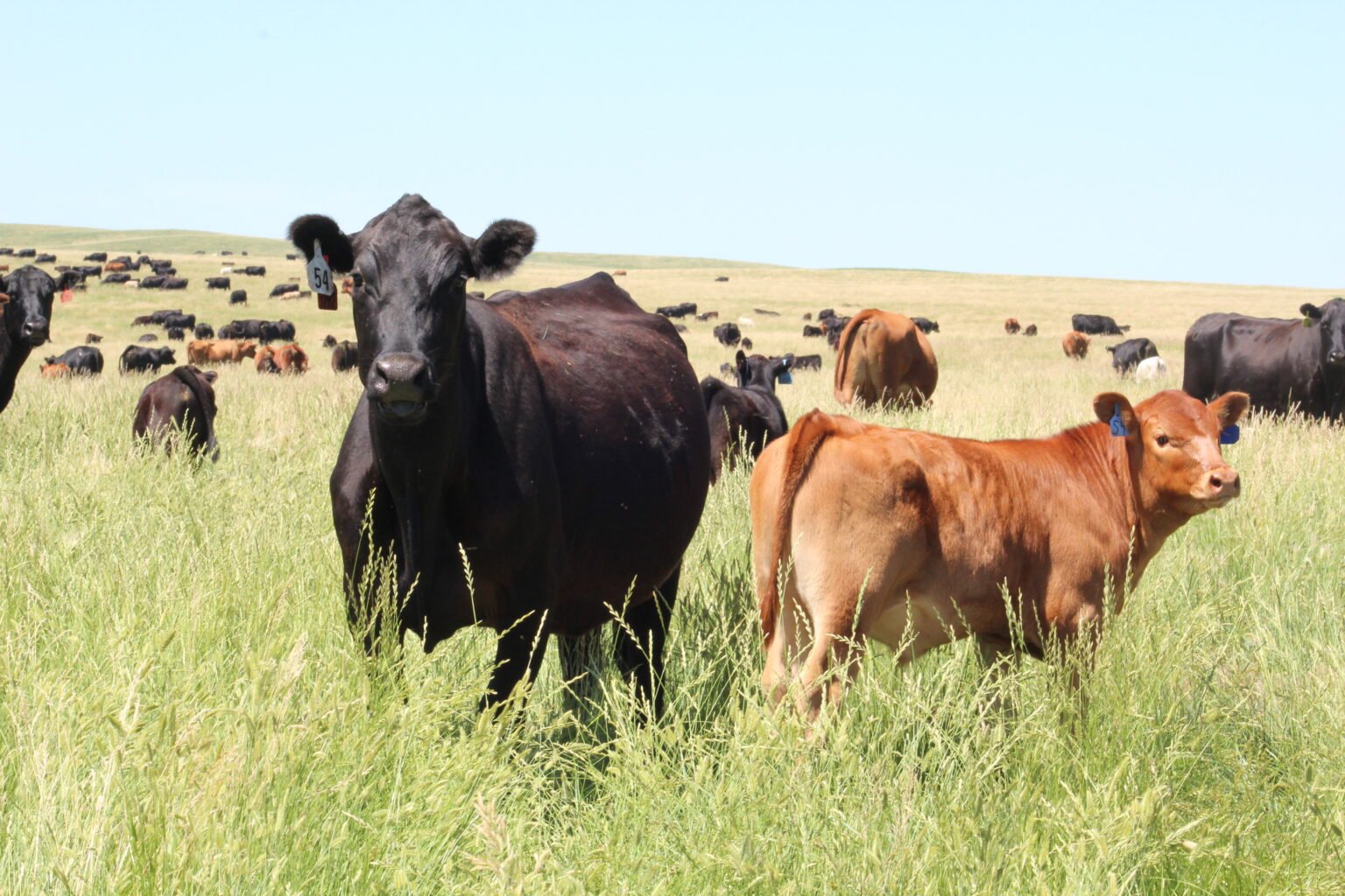 Cattle in a pasture.