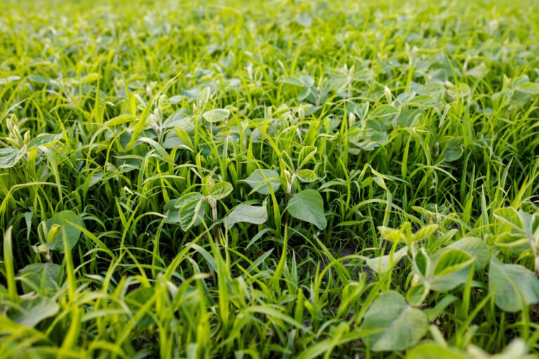 Weed Control in Organic Soybean Farms