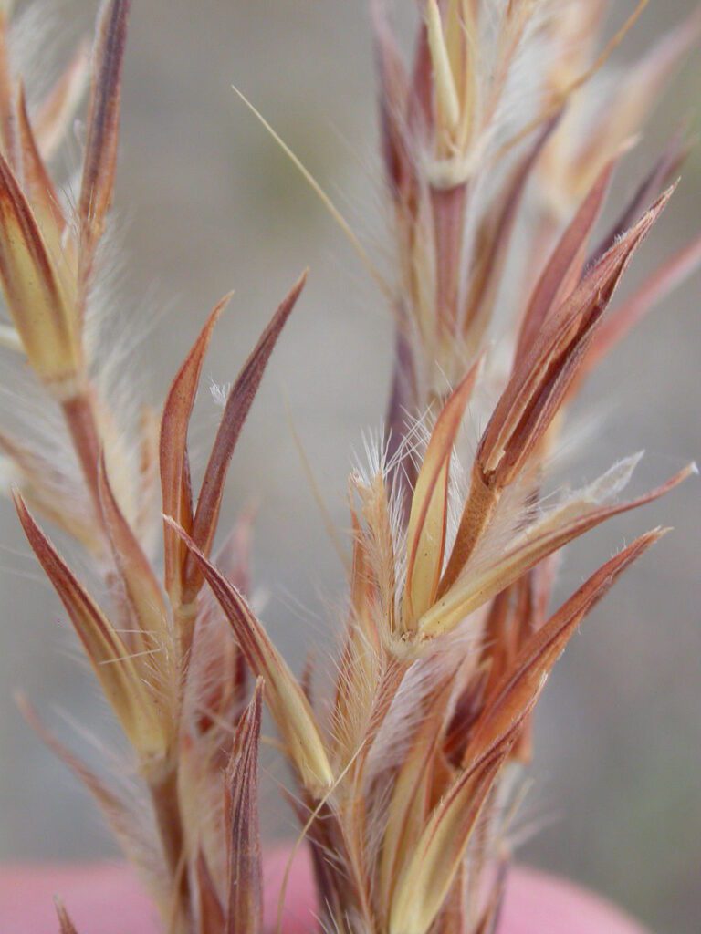 Sand Bluestem