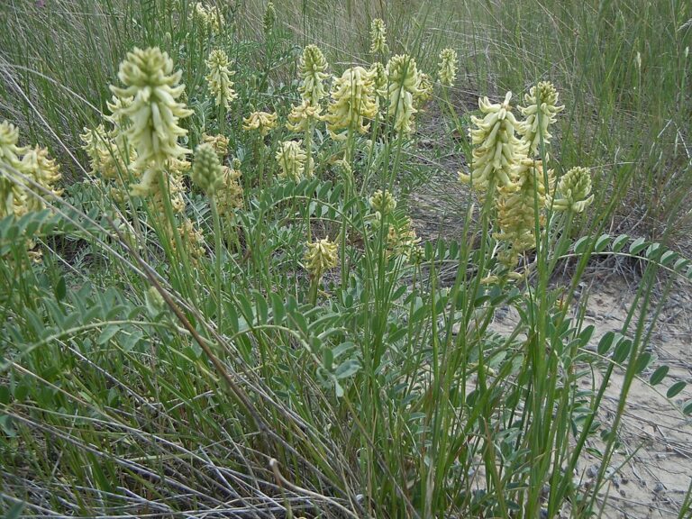 Canada Milkvetch