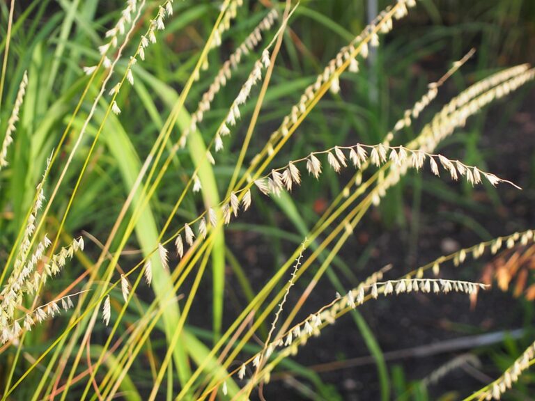 Side-oats Grama