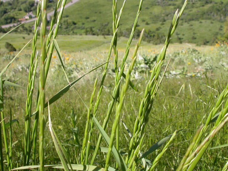 Slender Wheatgrass