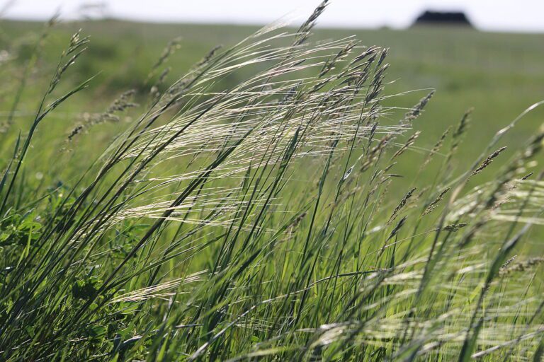 Porcupine Grass