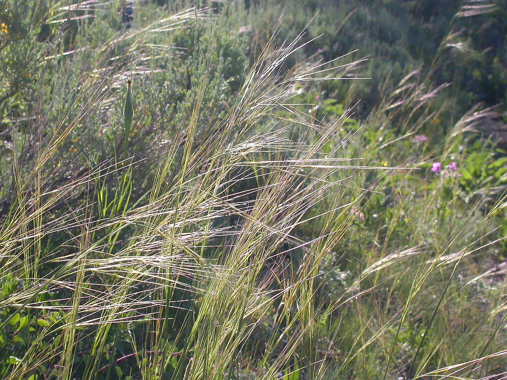 needle and thread grass