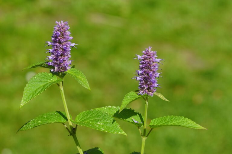 Anise Hyssop