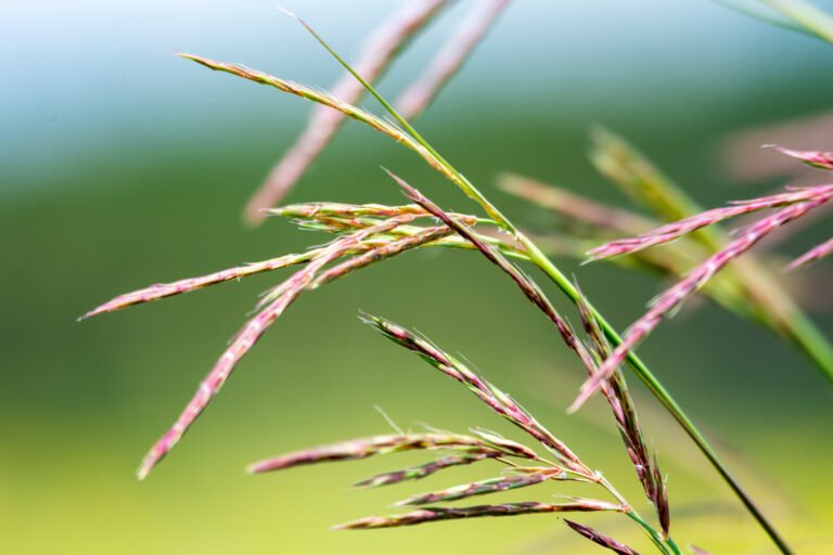 Big bluestem