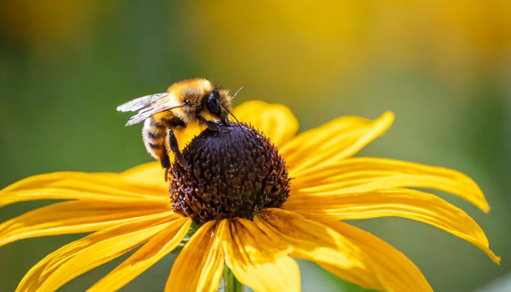 Black Eyed Susan