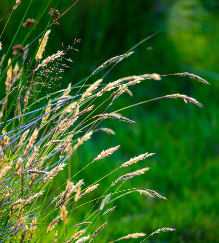 Blue Joint Grass