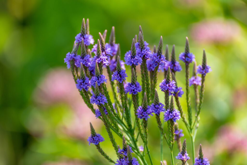 Blue Vervain