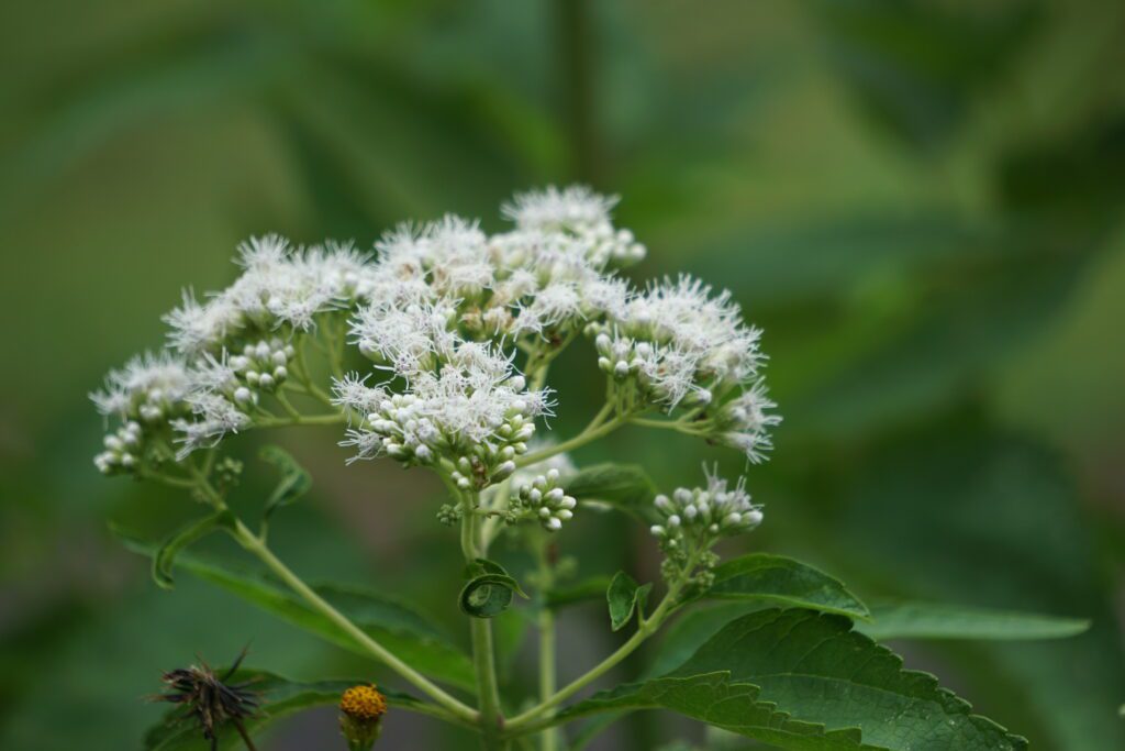 Boneset