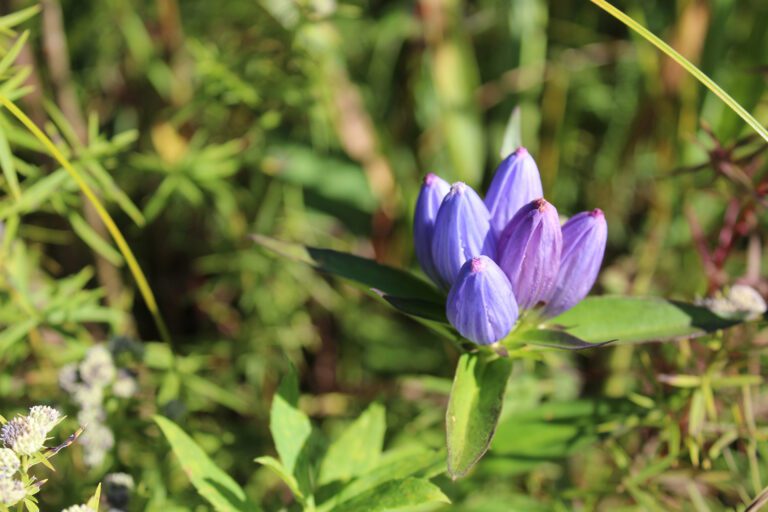 Bottle gentian