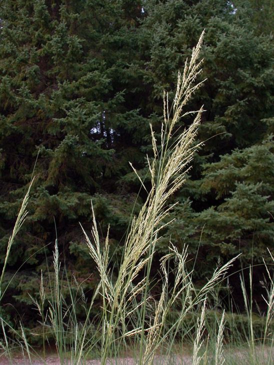 Sand Reed grass