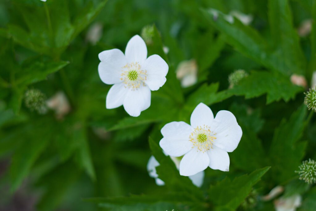 Canada Anemone