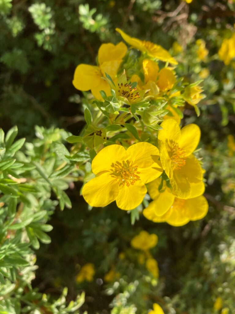 Cinquefoil