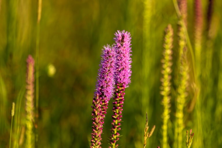 Dotted Liatris