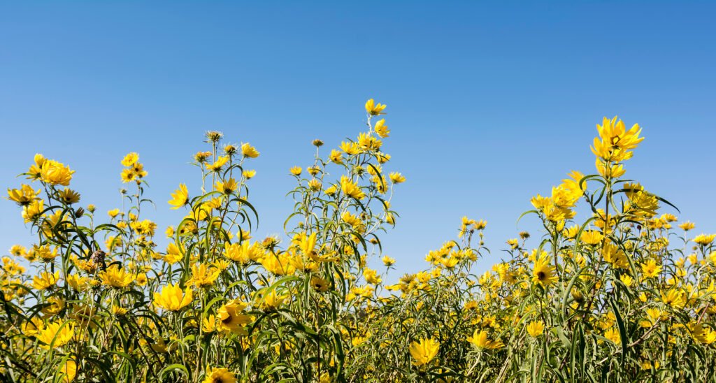 Giant Sunflower