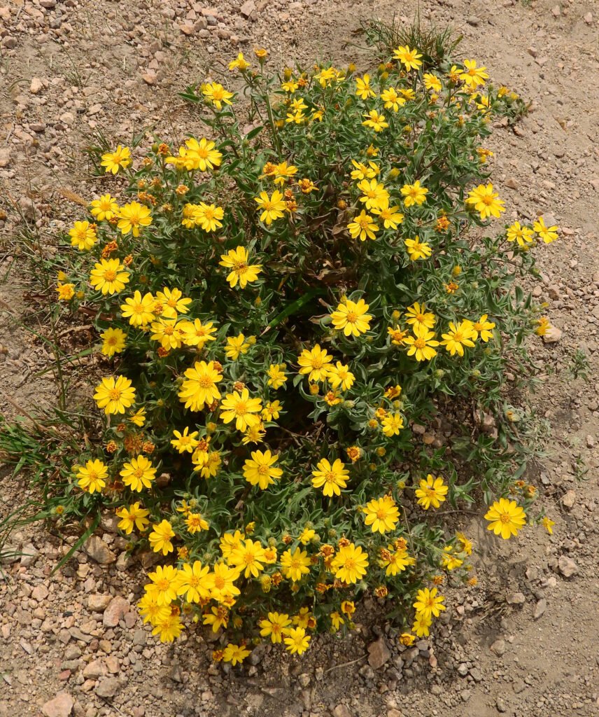 Golden Aster