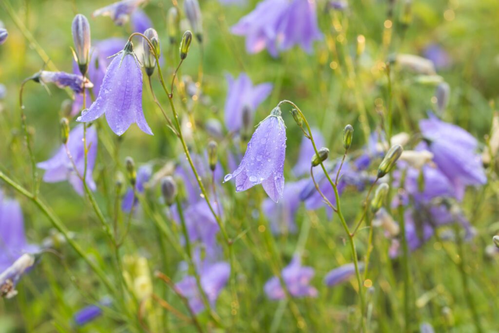 harebell