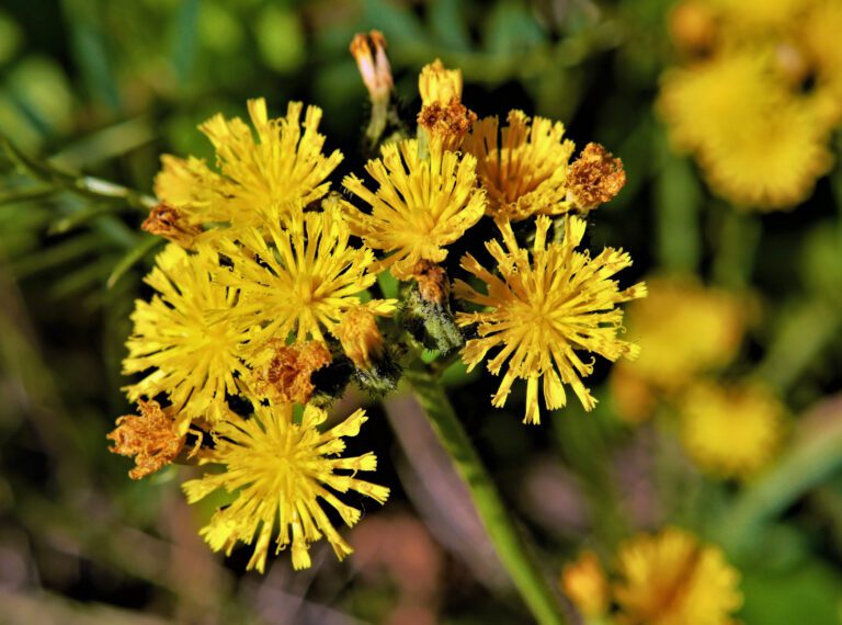 hawkweed