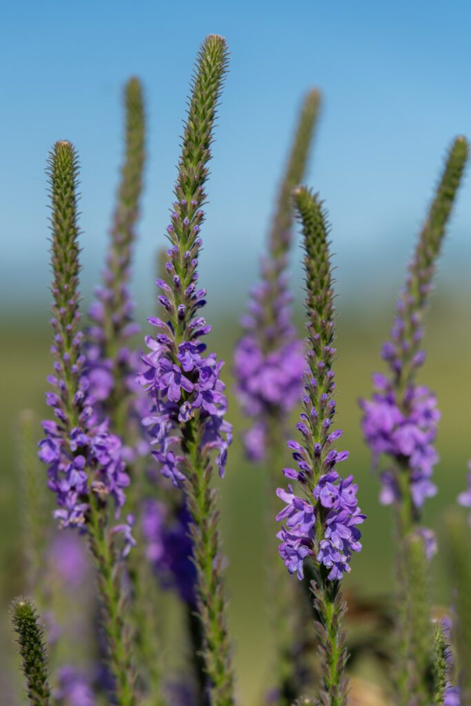 Hoary Vervain