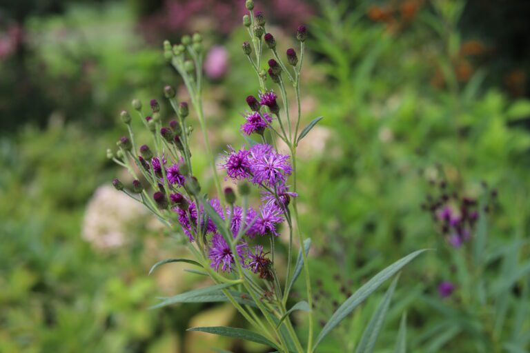 Ironweed