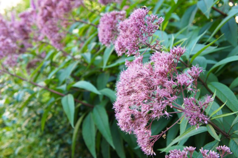 Joe Pye Weed