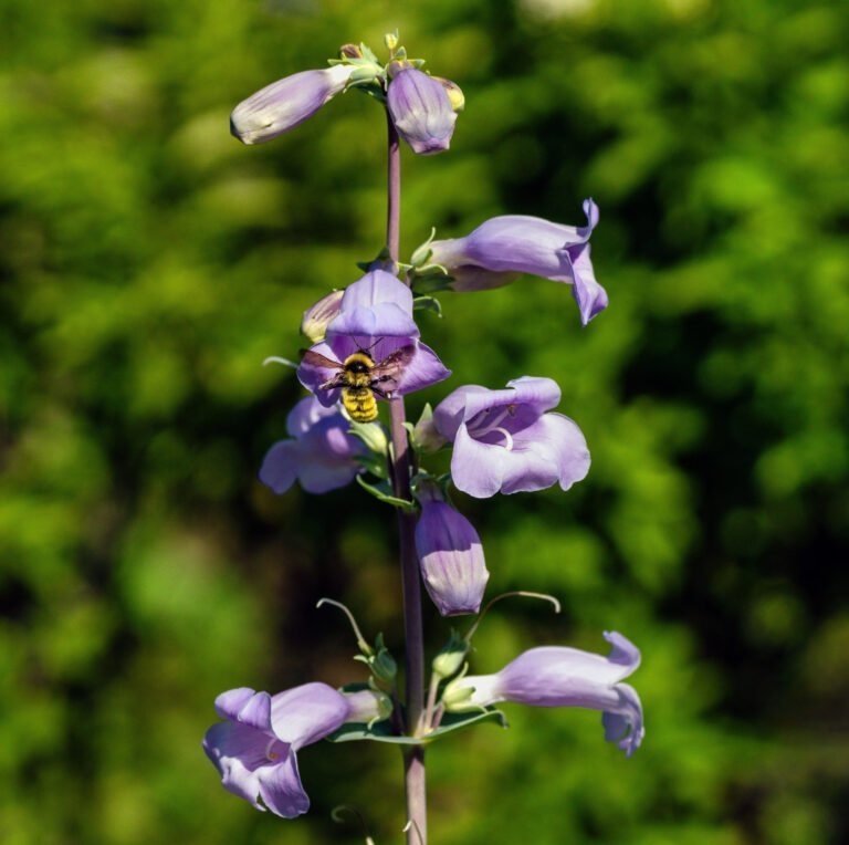 Large Flowered Beardtongue