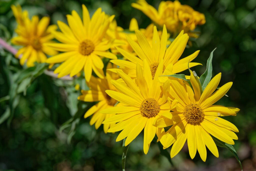 Maximilian Sunflower