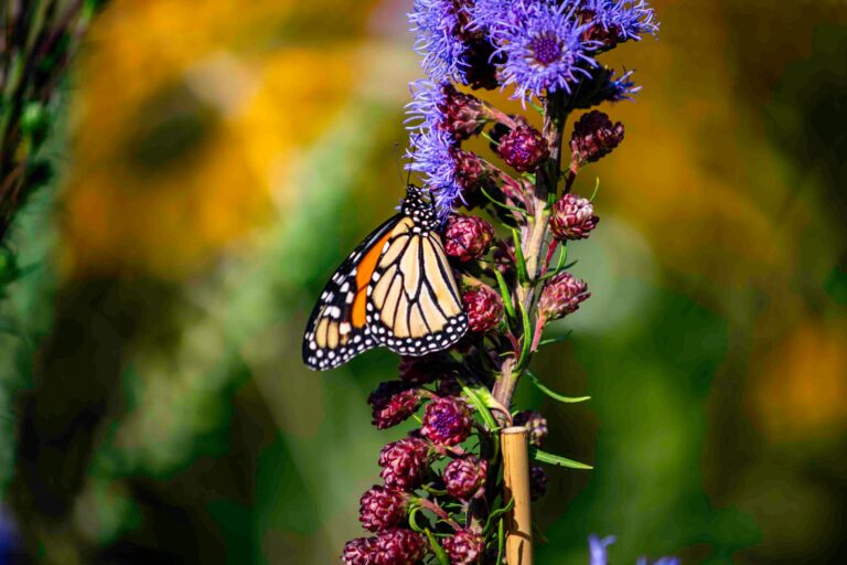 Meadow Liatris