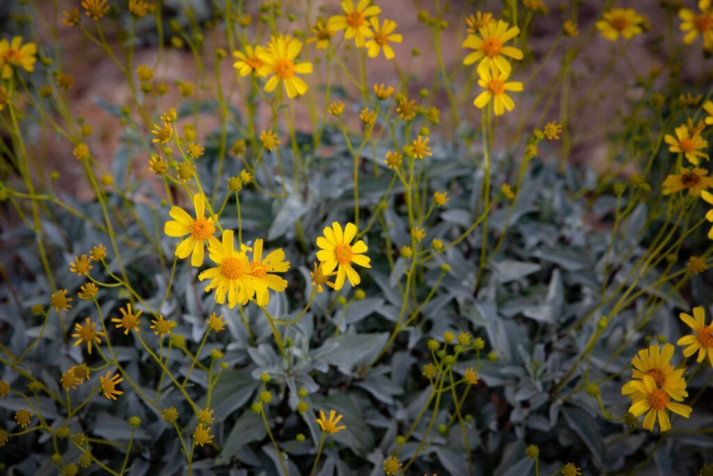 Moist Ragwort