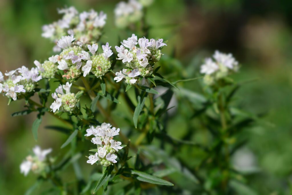 mountain mint