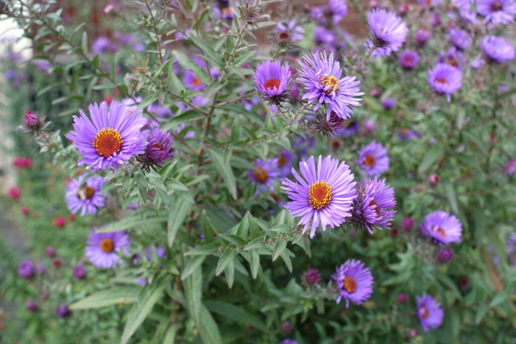 New England Aster