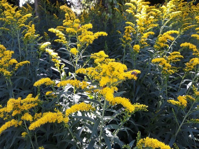 Old Field Goldenrod