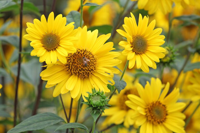 Oxeye Sunflower