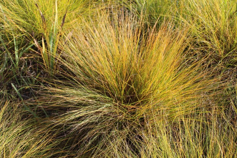 Prairie Dropseed