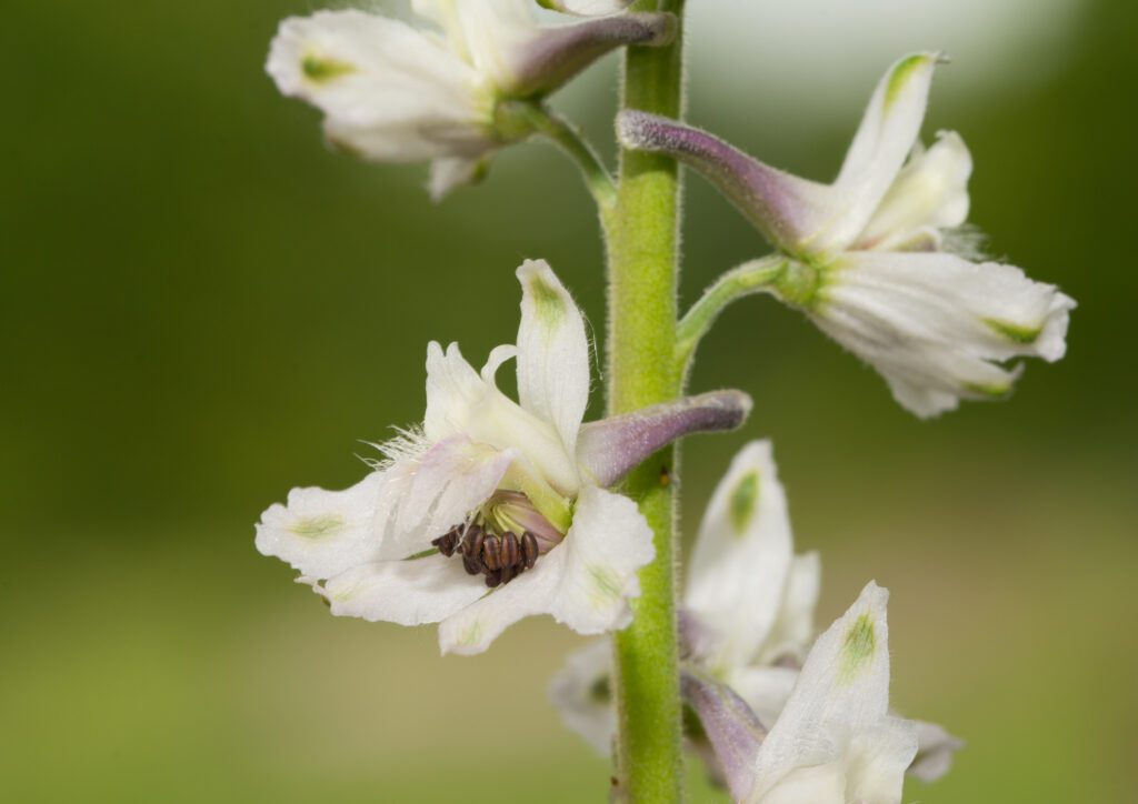 Prairie Larkspur