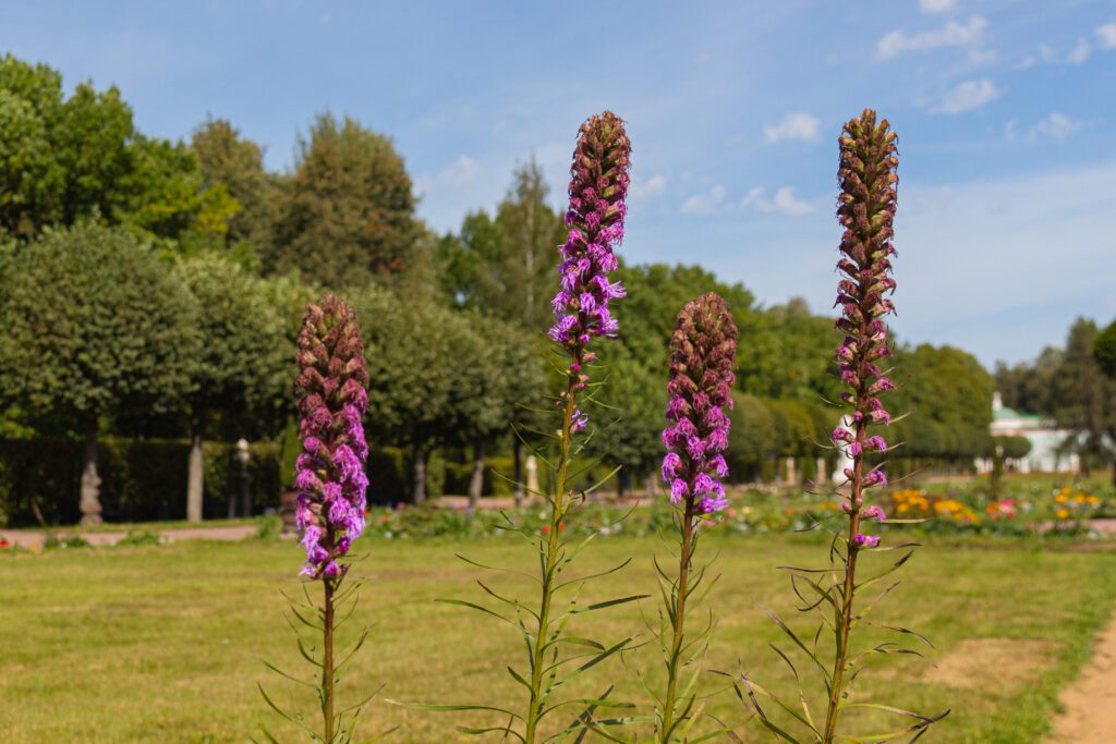 Prairie Liatris