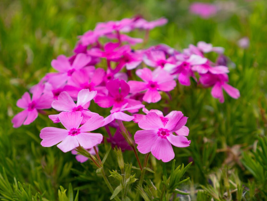 Prairie Phlox