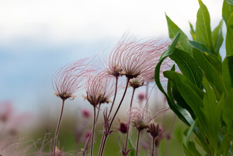 Prairie Smoke