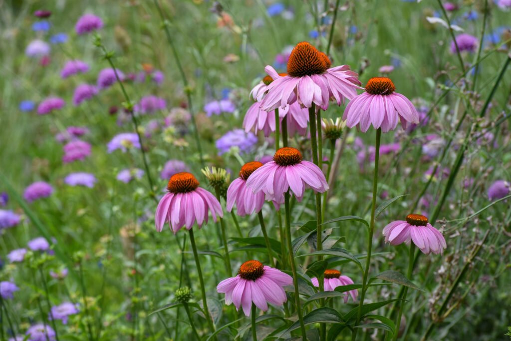 Purple Coneflower