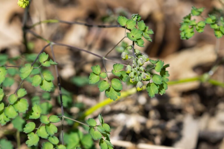 Purple Meadow Rue