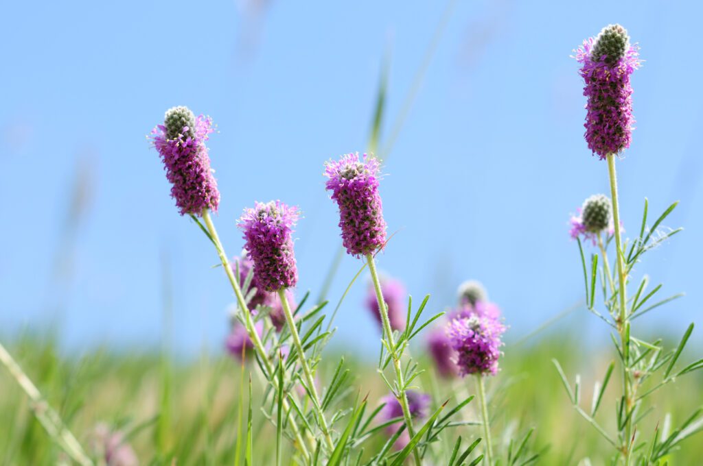 Purple Prairie Clover