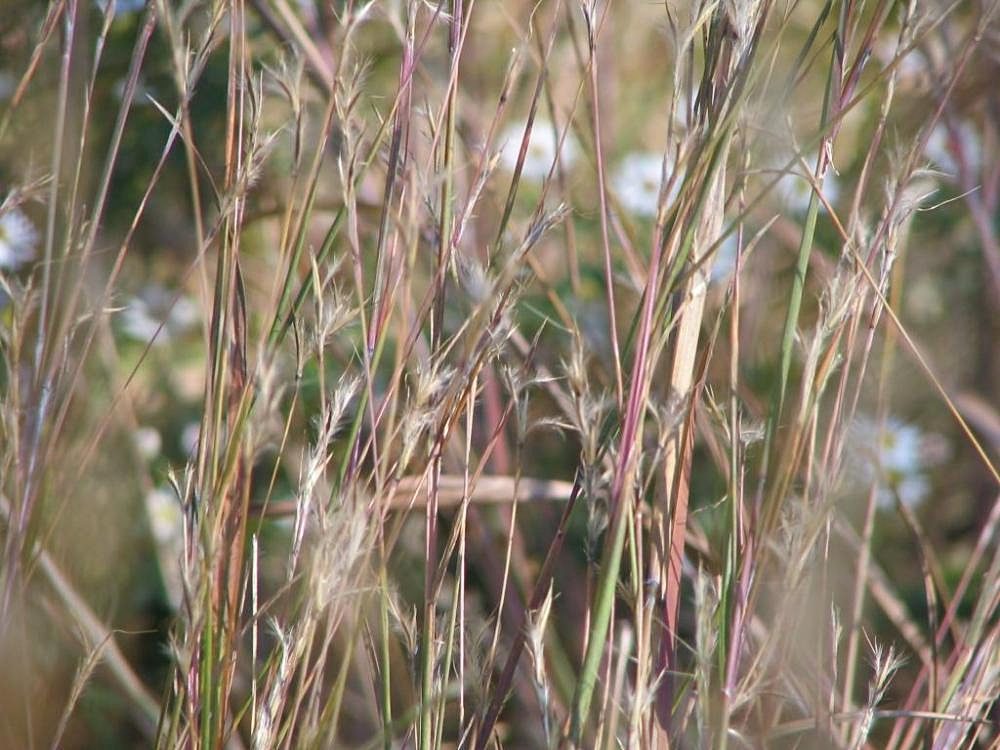 Little Bluestem