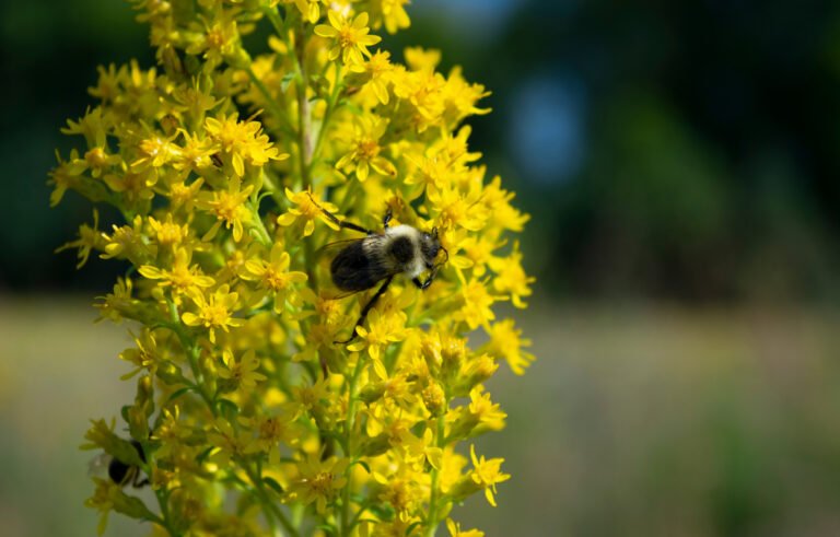 Showy Goldenrod