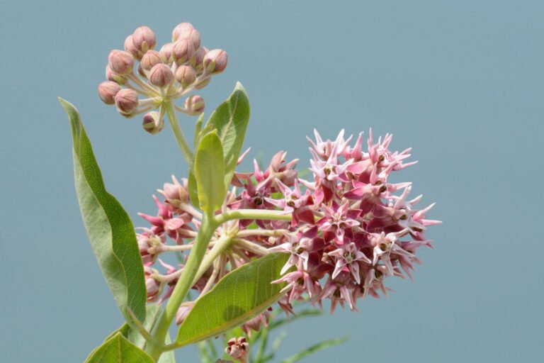 Showy milkweed