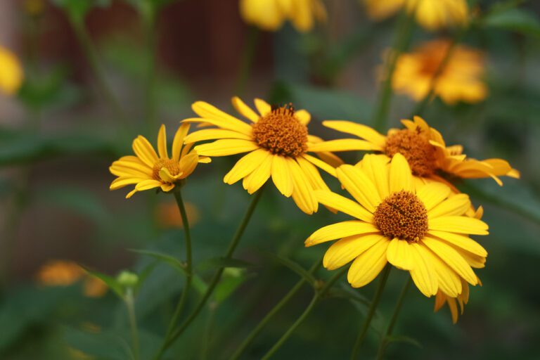 Showy Sunflower