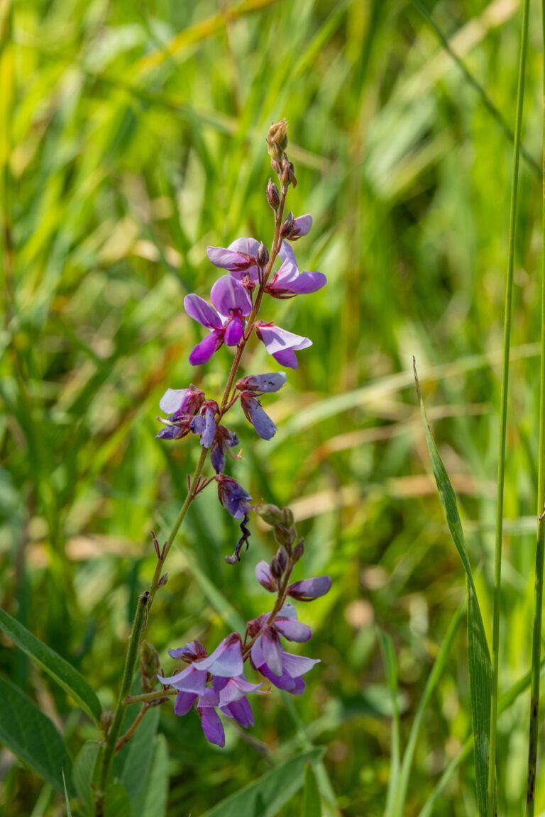 Showy Tick Trefoil