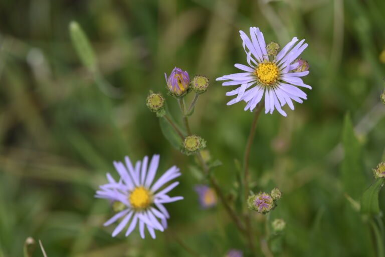 Sky Blue Aster