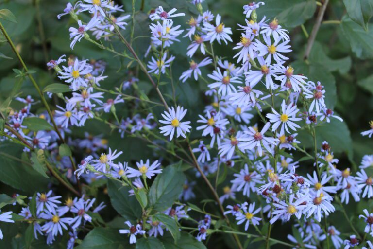 smooth blue aster